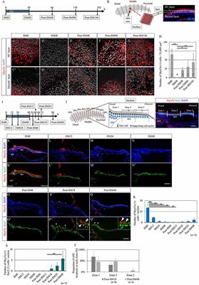 Initiation of Supporting Cell Activation for Hair Cell Regeneration in the Avian Auditory Epithelium: An Explant Culture Model